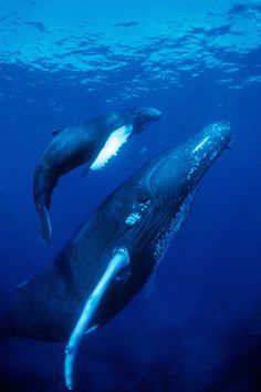 two humpback whales swimming in the ocean