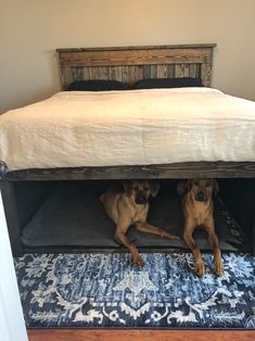 two dogs laying under a bed on top of a rug