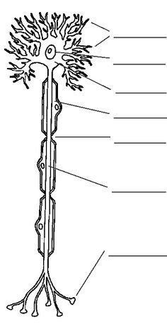 the parts of a tree labeled in this diagram are labelled below, with labels on each side