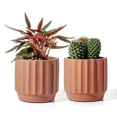 two potted plants sitting next to each other