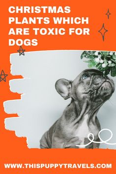 a dog with flowers on its head and the words christmas plants which are toxic for dogs