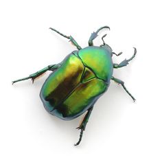 a green beetle on a white background with clippings for text stock photo 5479