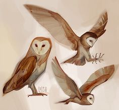 three owls are flying in the air with their wings spread out and one owl has its eyes open