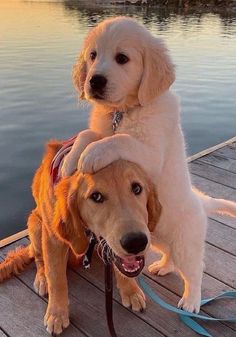 two dogs are standing on a dock near the water