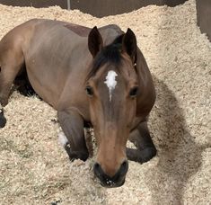 a brown horse laying on top of dry grass