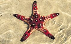 a red and white starfish laying on the sand