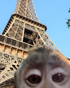 a monkey is looking up at the camera in front of the eiffel tower