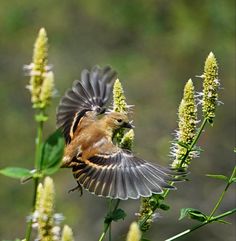 a small bird is flying near some flowers