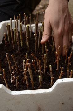 a person is reaching into a potted plant with small sprouts in it