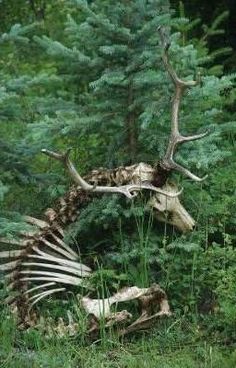 an animal skeleton sitting in the middle of a forest