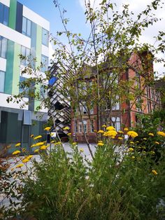 some yellow flowers and trees in front of a building with a spiral staircase on the side