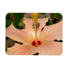 a pink flower with water droplets on it