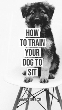 a dog sitting on top of a chair with the words how to train your dog to sit