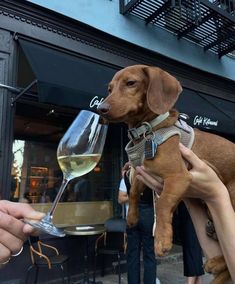 a person holding a wine glass with a small dog on it's lap, while another mans hand holds the glass in front of him