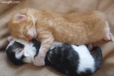 two kittens are sleeping on top of each other