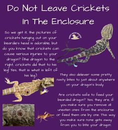 a purple poster with different types of lizards