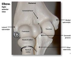 an image of the inside of a human foot with labels on each knee and labeled parts