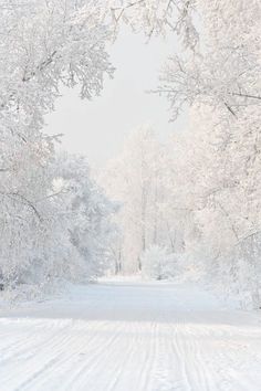 the snow covered road is lined with trees