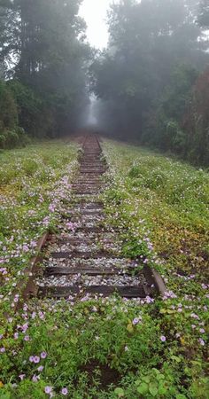 an old railroad track in the middle of a field with flowers growing on it and foggy skies overhead