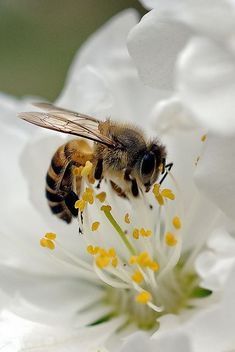 a bee sitting on top of a white flower