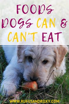 a dog laying in the grass eating an orange carrot with text overlay reading foods dogs can and can't eat