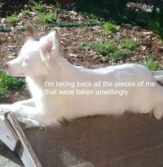 a small white dog laying on top of a cement slab next to grass and bushes