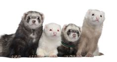 three ferrets are standing next to each other in front of a white background