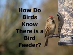 a bird perched on top of a bird feeder with the words how do birds know there is a bird feeder?