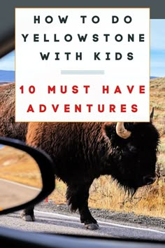 a bison crossing the road in front of a sign that says, how to do yellowstone with kids 10 must have adventures