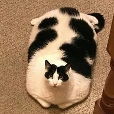 a black and white cat laying on the floor next to a stair railing, looking up at the camera