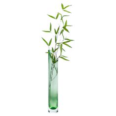 a tall glass vase filled with water and green bamboo stems in it's top