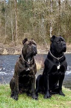 two black dogs sitting next to each other in front of a body of water and trees