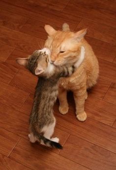 two cats playing with each other on the floor