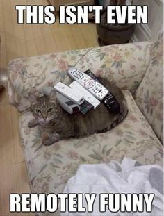 a cat laying on top of a couch with remotes on it's back