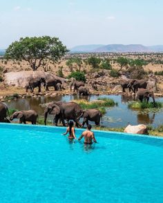 two people are standing in the water with elephants behind them and one person is swimming