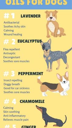 an info poster showing the different types of dogs and how they use them to treat