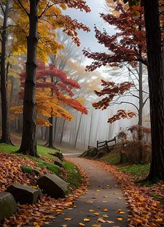 a path in the woods with fall leaves on it