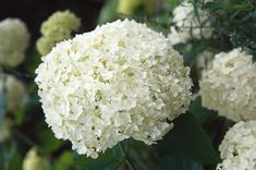 white flowers with green leaves in the background