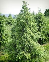 an evergreen tree in the middle of a field