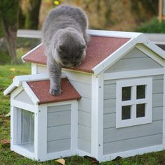 a cat is climbing onto the roof of a dog house