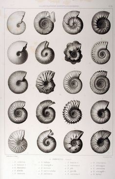 an old book with many different types of shells on the pages, including spirals and seashells