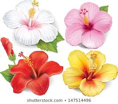 four tropical flowers with green leaves and red, pink, yellow and white colors on a white background