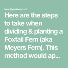 the words here are the steps to take when dividing & planting a foxtail fem aka