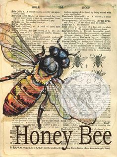 a bee on an old book page with the words honeybee written in black ink