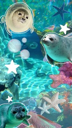 an underwater scene with sea animals and starfish in the water, including two sealions