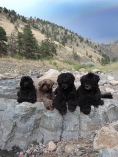 three black poodle puppies sitting on rocks in the middle of a mountain range