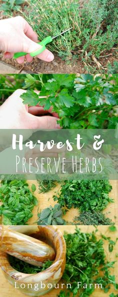 Harvest Herbs, Preserve Herbs, Preserving Herbs, Harvesting Herbs, Types Of Herbs, Vertical Herb Garden, Indoor Herb Garden, Herbs Indoors, Growing Herbs