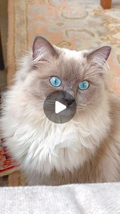 a cat with blue eyes sitting on a chair