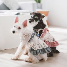 two small dogs dressed in clothes sitting on the floor