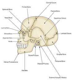 the bones of the head and neck are labeled in this diagram, with labels on each side